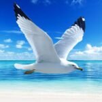 The Seagull MOD APK v1.1.4 Unlimited Money