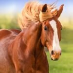 The Horse MOD APK v1.1.9 Unlimited Money