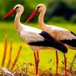 The White Stork MOD APK v1.1.7 Unlimited Money