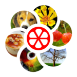 Word Rings MOD APK 1.0.6 (Unlimited Money)
