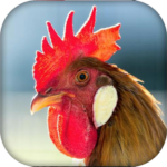 Real Animal sounds MOD APK 1.9 (Unlimited Money)