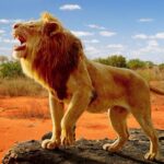The Lion MOD APK v1.2.6 Unlimited Money