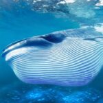 The Blue Whale MOD APK v1.1.3 Unlimited Money